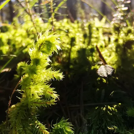 Haeuserl Im Wald Hotel Grobming