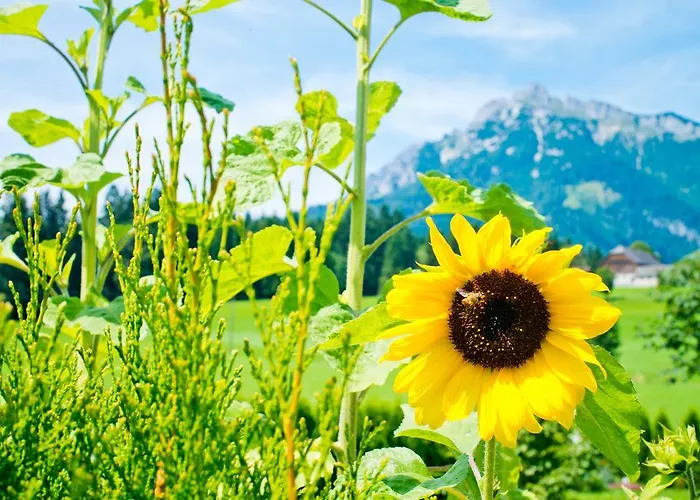 Landhotel Hauserl Im Wald فندق