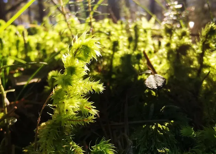 Häuserl Im Wald Hotel Grobming